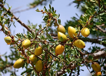 An important research from the Plant Biotechnology and Physiology team of the Université Cadi Ayyad Marrakech